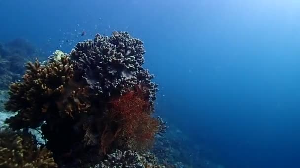 在水下的天堂里 摄像机在旋转着一个巨大的珊瑚群 阳光照射在五彩斑斓的珊瑚上 — 图库视频影像