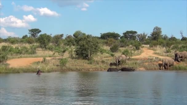 Elefántok Játszanak Egy Gáton — Stock videók