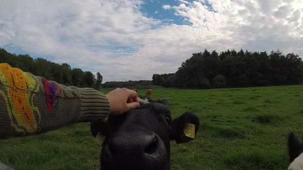 爱抚小牛犊 小牛犊开始舔手 — 图库视频影像