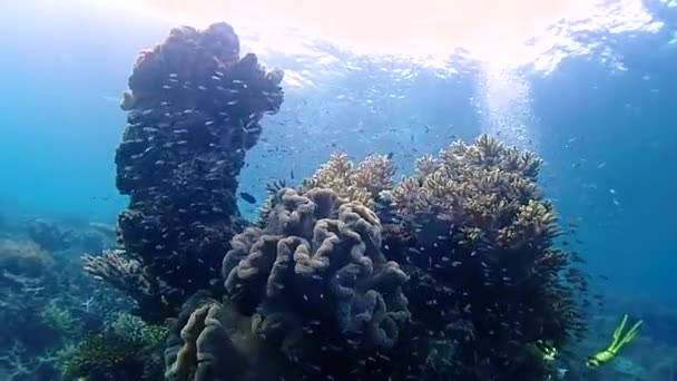 Víz Alatti Táj Koralltornyokkal Háttérben Búvárok Vannak Felszínen Süt Nap — Stock videók