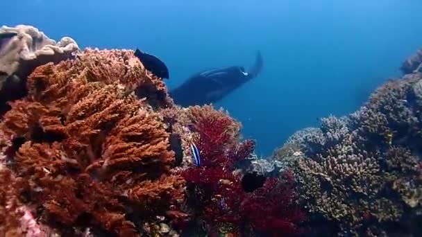 Görkemli Bir Siyah Manta Mercan Dağının Arkasında Belirir Kameranın Üzerinde — Stok video