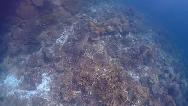 Tiburón Punta Negra Nadando Cerca Del Fondo Del Mar Lleno — Vídeos de Stock