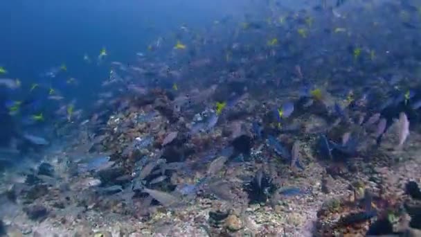 Circondato Fucilieri Blu Che Nuotano Intorno Lika Tornado Sott Acqua — Video Stock