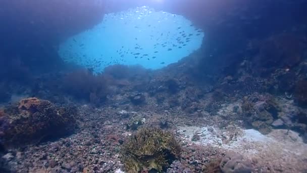 カラフルなサンゴ礁の魚に囲まれたラジャアンパットで素晴らしい水泳を通してあなたを連れて行きましょう — ストック動画