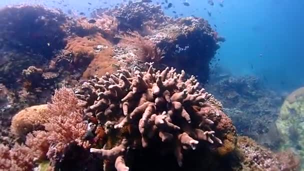 许多生活在珊瑚礁上的小玻璃鱼和珊瑚礁鱼 在珊瑚周围拍摄的相机 — 图库视频影像
