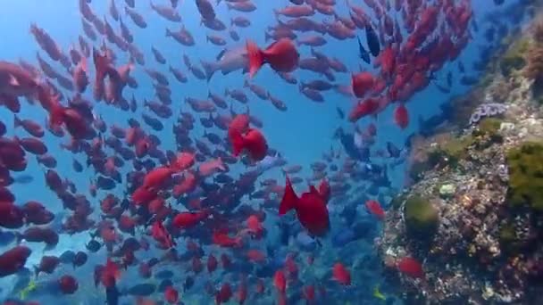在珊瑚礁旁边 你周围有许多美丽的红蓝相间的鱼 响尾蛇和梭鱼 — 图库视频影像