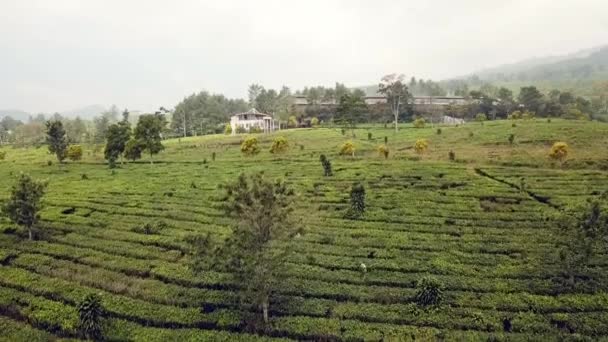 Tea Ültetvényen Dolgozók Széles Köre Egy Ködös Reggelen Javában Indonéziában — Stock videók