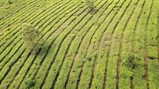 Drone Syn Arbetare Teplantage Sänka Skott Java Indonesien — Stockvideo