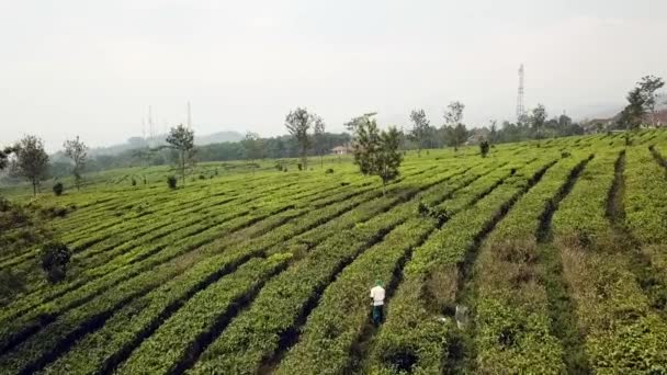 Drone Survolant Travailleur Dans Une Plantation Thé Java Indonésie — Video