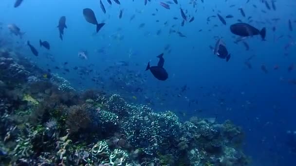 Scivolando Lungo Una Barriera Corallina Con Pesci Corallo Che Nuotano — Video Stock