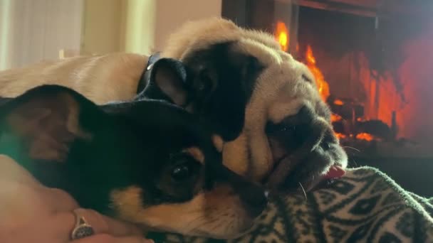 Psy Kobiecych Kolanach Spoczywające Krześle Przy Szalejącym Ogniu Jeden Pies — Wideo stockowe
