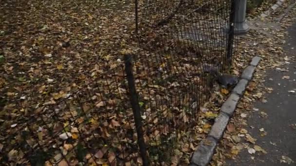 Esquilo Pulando Sobre Rua Parque Central Nova York Câmera Lenta — Vídeo de Stock