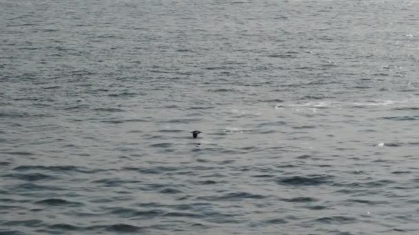 一羽のカモメが太陽の反射で海の上を本当に低く飛んでいます 上から見たスローモーションで飛ぶ鳥 — ストック動画