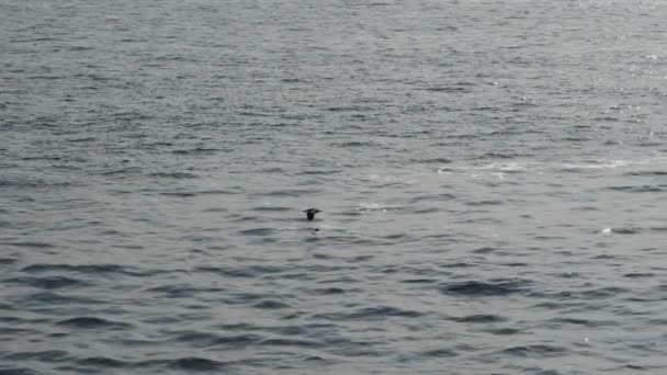 Gaviota Volando Muy Bajo Sobre Mar Con Reflejo Del Sol — Vídeo de stock