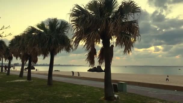 Araha Sahili Okinawa Japonya Dusk Paten Geçidi Nde Palmiye Ağaçları — Stok video