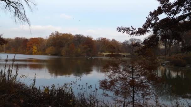 Lac New York Central Park Avec Petits Bateaux Automne Arbres — Video