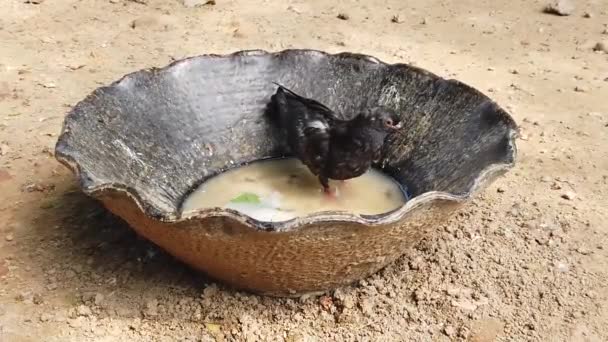 Pigeon Bathing Dirty Water — Stock Video