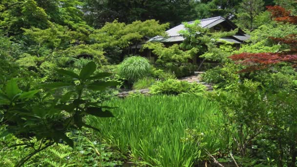 Still General View Japanese Garden Lake — Stock Video