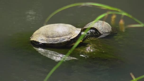 Turtle Stone Lake — Stok Video