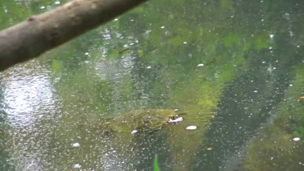 Schildpad Zwemmen Vijver — Stockvideo