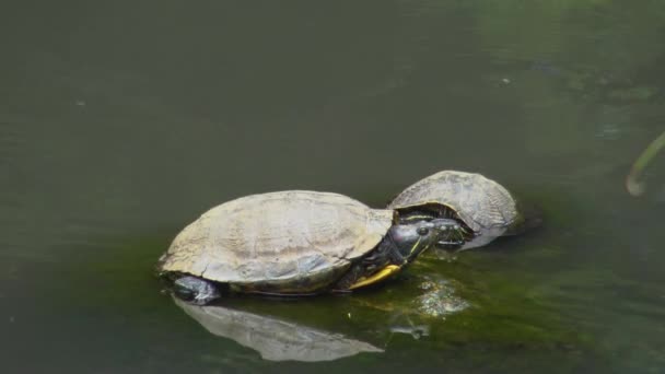 Turtle Stone Lake — Stockvideo