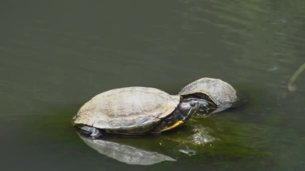 Черепаха Камені Озері — стокове відео