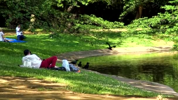 Zooming Out Couple Picnic Yoyogi Park Watching Crows Drinking Bathing — стокове відео