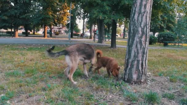 Бродячі Собаки Нюхають Дерево Громадському Парку Деревами Задньому Плані — стокове відео