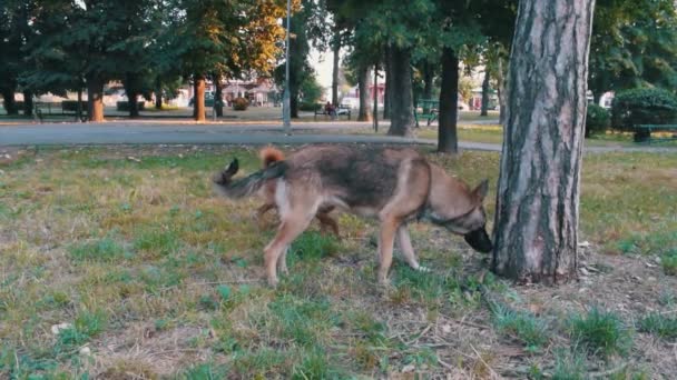 Stray Dogs Sniffing Tree Public Park Trees Trafic Background — Vídeo de Stock