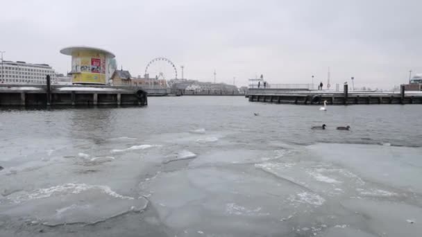 氷のプレートが凍った海の岸の半分に浮かんでいます冬の都市では背中に野生生物がいます — ストック動画