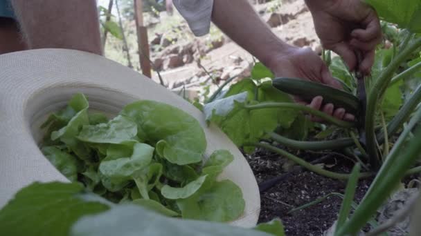 Close Hand Cutting Lettuce Home Garden — Stock Video