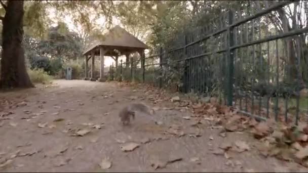 Squirrel Running Away Street Tree — Vídeo de Stock