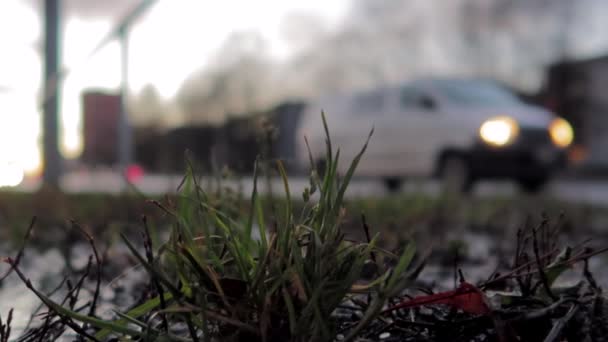 Small Patch Grass Close Streets Traffic Background Blurred Wet Weather — Stockvideo