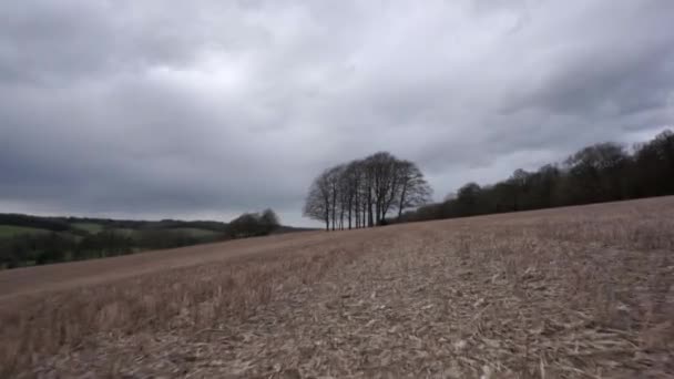 Açık Bir Alanda Ağaca Doğru Normal Hız — Stok video