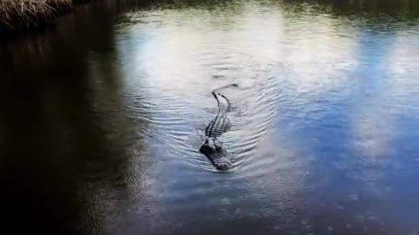Alligator Nageant Vers Queue Bateau Basculant Dans Eau — Video