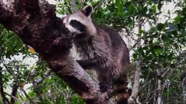 Raton Laveur Attrapant Une Collation Dans Les Mangroves Dans Les — Video