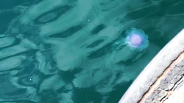 スタバンガー ノルウェーの港の澄んだ青い水の中に長いメデューサを持つ青と紫のクラゲ — ストック動画