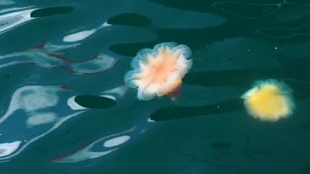 Apelsinmaneter Med Lång Medusa Klarblått Vatten Stavanger Norges Hamn — Stockvideo