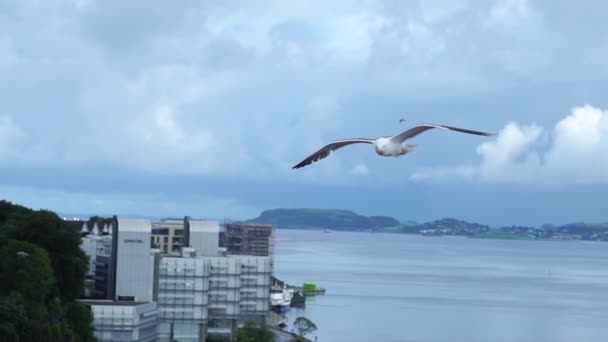 Vogel Meeuw Vliegen Slow Motion Zeer Dicht Bij Camera Gezien — Stockvideo