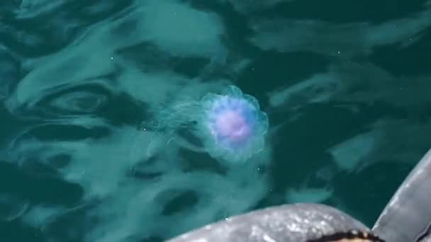 Blauwe Violette Kwallen Met Lange Medusa Drijvend Helder Blauw Water — Stockvideo