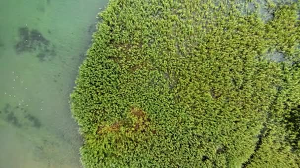 Aerial Shot Wild Island Made Reed Cane Struga Ohrid Lake — Vídeos de Stock