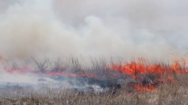 Burning Stubble Wheat Field — Stock video
