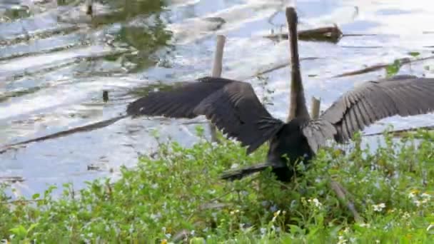 Guindaste Abrindo Suas Asas Preparando Para Voar Everglades Florida — Vídeo de Stock