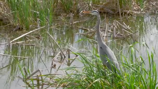 Crane Some Tall Grass Lake Florida Everglades — Stock Video