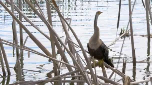 Una Grúa Florida Everglades Parte Superior Una Rama Lago — Vídeos de Stock