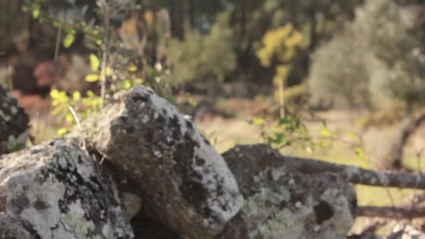 自然昼光晴れ田舎緑の木草の枝石垣石旅スライダームーブメント — ストック動画