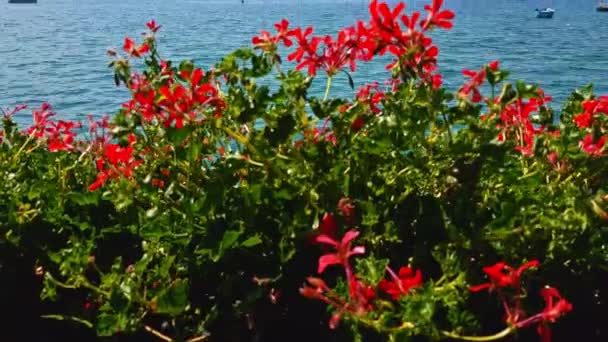 Tilt Shot Reaviling Lake Ohrid Hidden Flowers — Vídeos de Stock