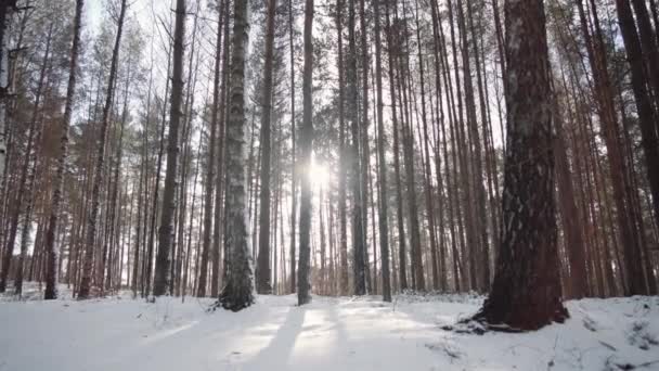 Winter Schnee Wald Und Sonne — Stockvideo