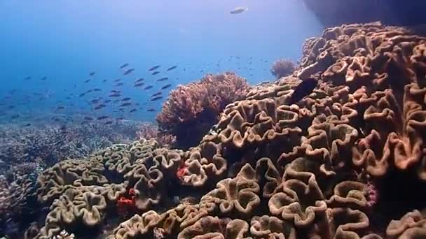 Hihetetlen Korallzátony Raja Ampatban Kamera Végigsuhan Ezen Színes Paradicsomon — Stock videók
