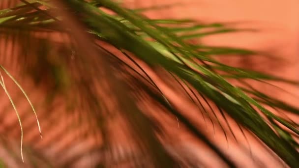 Blurred Shot Cycad Plant — Stockvideo